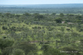 African Elephant Herd in South Serengeti