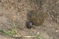 Dung Beetle