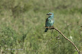 Eurasian Roller