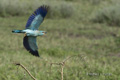 Eurasian Roller