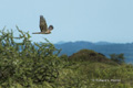 African Marsh Harrier