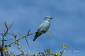 Eurasian Roller