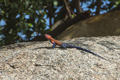 Agama Lizard