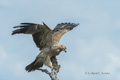 Tawny Eagle