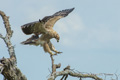 Tawny Eagle