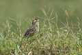 Rufous-Naped Lark