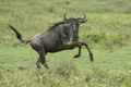 Wildebeest