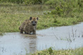 Juvenile Spotted Hyena