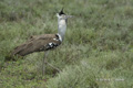 Kori Bustard