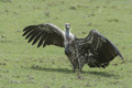 Rüppell's Griffon Vulture