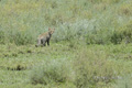 African Wildcat