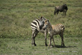 Zebra with Juvenile