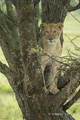 Juvenile Lion in Tree