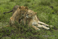 Juvenile Lions