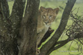 Juvenile Lion in Tree