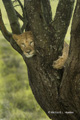 Juvenile Lion in Tree