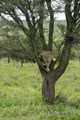 Juvenile Lion in Tree