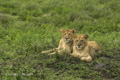 Juvenile Lions