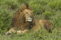 Male Lion