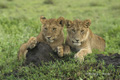 Juvenile Lions