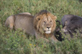 Male Lion with Wildebeest Kill