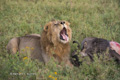 Male Lion with Wildebeest Kill