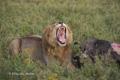 Male Lion with Wildebeest Kill