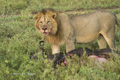 Male Lion with Wildebeest Kill