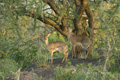 Dik-Dik with Juvenile