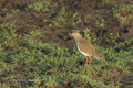 Crowned Plover