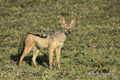 Black-Backed Jackal