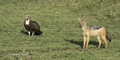 Hooded Vulture and Black-Backed Jackal