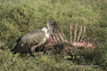 African White-Backed Vulture