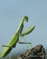 Mantis