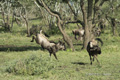 Wildebeest