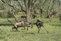 Wildebeest