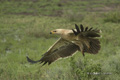 Tawny Eagle