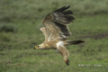 Tawny Eagle