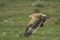 Tawny Eagle