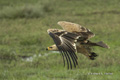 Tawny Eagle