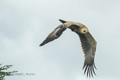 Tawny Eagle