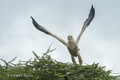 Tawny Eagle