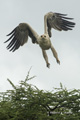 Tawny Eagle