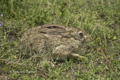 African Savanna Hare