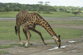 Maasai Giraffe Takes a Drink