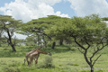 Maasai Giraffe