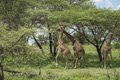 Maasai Giraffe