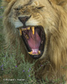 Male Lion