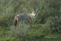 Black-Backed Jackal