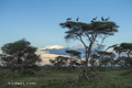 White Stork